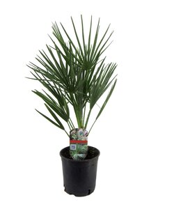 Chamaerops Humilis - Europese Dwergpalm - Pot 15cm - Hoogte 50-60cm