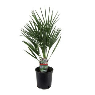 Chamaerops Humilis - Palmier nain européen - Pot 15cm - Hauteur 50-60cm