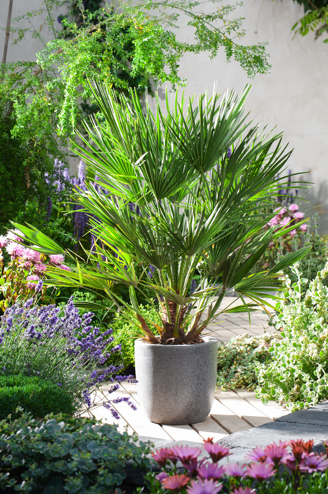 Palmier Chamaerops Humilis  Jardinerie Ferriere Fleurs