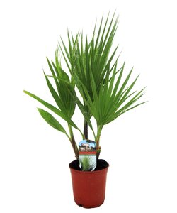 Mexican Fan Palmtree 'Washingtonia Robusta'- Pot 15 cm - Height 50 cm