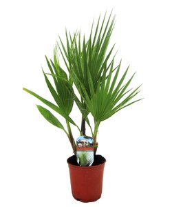 Mexican Fan Palmtree 'Washingtonia Robusta'- Pot 15cm - Height 50-60cm