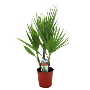 Mexican Fan Palmtree 'Washingtonia Robusta'- Pot 15cm - Height 50-60cm