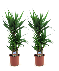 Yucca Elephantipes - Set of 2 - Indoor Palm - ø21cm - Height 70-80cm