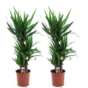 Yucca Elephantipes - Set de 2 - Palmier - ⌀ 21cm - Hauteur 70-80cm