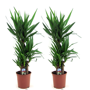 Yucca Elephantipes - Set of 2 - Indoor Palm - ø21cm - Height 70-80cm