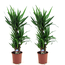 Yucca Elephantipes - Palmlelie - Set van 2 - Kamerpalm - ⌀21cm - Hoogte 70-80cm
