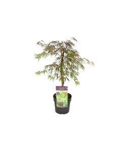 Acer palmatum Inaba-shidare - Arce japonés - Maceta 13cm - Altura 30-40cm
