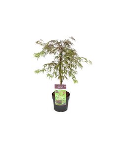 Acer palmatum 'Inaba-shidare' - Japanese maple - ø13cm - Height 30-40cm