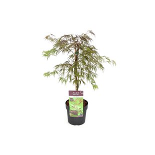 Acer palmatum 'Inaba-shidare' - Érable japonais - Pot 13cm - Hauteur 30-40cm