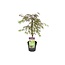 Acer palmatum 'Inaba-shidare' - Japanse Esdoorn - Pot 13cm - Hoogte 30-40cm