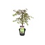 Acer palmatum Inaba-shidare - klon japoński - ⌀13cm - Wysokość 30-40cm