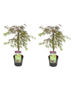 Acer palmatum 'Inaba - shidare' - Sæt med 2 - Ahorntræ - ⌀13cm - Højde 30-40 cm