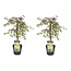 Acer palmatum 'Inaba-shidare' - Juego de 2 - arce - ⌀13 cm - Altura 30-40 cm