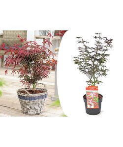 Acer palmatum 'Starfish' - Japanse Esdoorn - Pot 19cm - Hoogte 60-70cm