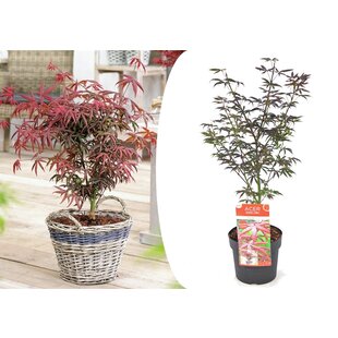 Acer palmatum 'Starfish' - Japanese Maple - ø19cm - Height 60-70cm