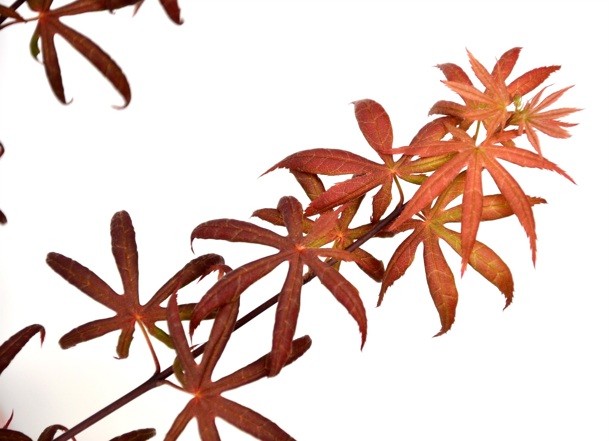 Acer palmatum 