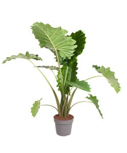 Alocasia Portodora XXL - Houseplant - ø32cm - Height 110-120cm