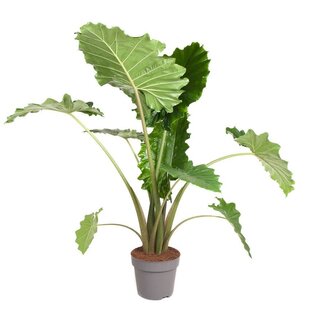 Alocasia Portodora XXL - Houseplant - ø32cm - Height 110-120cm