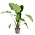 Alocasia Portodora XXL - Houseplant - ø32cm - Height 110-120cm