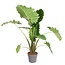 Alocasia 'Portodora' - Zielona roślina doniczkowa XXL - ⌀32cm - W110-120cm
