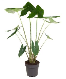 Alocasia zebrina - Planta de interior XXL - Maceta 32cm - Altura 140-150cm