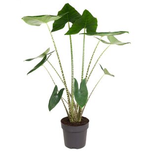Alocasia Zebrina - Zebrapflanze - Topf 32cm - Höhe 140-150cm