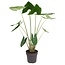 Alocasia Zebrina - XXL Kamerplant - Pot 32cm - Hoogte 140-150cm