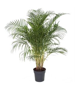 Areca Dypsis lutescens - Stueplante - Palme - ø27cm - Højde 140-150 cm