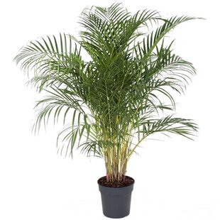 Dypsis Lutescens - XXL Goudpalm - Pot 27cm - Hoogte 140-150cm