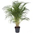 Areca Goldpalm XXL - Houseplant - ø27cm - Height 140-150cm