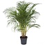 Dypsis Lutescens - Areca Palmier D'or XXL - Pot 27cm - Hauteur 140-150cm