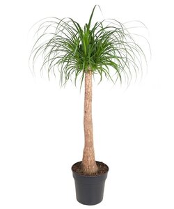 Beaucarnea on stem XXL - Pot 32 cm - Height 120 cm