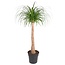 Beaucarnea recurvata - Tige robuste - Pot 32cm - Hauteur 120-130cm