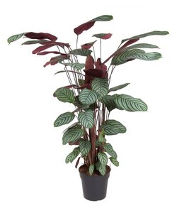 Calathea Oppenheimiana - Feuilles pourpre clair - Pot 27cm - Hauteur 120-130cm