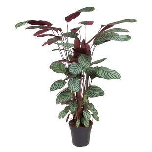 Calathea Oppenheimiana - Feuilles pourpre clair - Pot 27cm - Hauteur 120-130cm