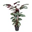 Calathea Oppenheimiana - Planta de interior - Maceta 27cm - Altura 120-130cm