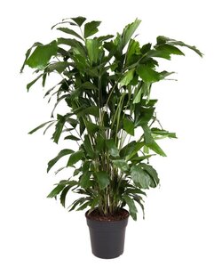 Caryota mitis - Zielona roślina doniczkowa - ⌀27cm - Wysokość 120-130cm