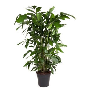 Caryota mitis - Plante d'intérieur verte - Pot 27cm - Hauteur 120-130cm