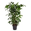 Caryota mitis - Zielona roślina doniczkowa - ⌀27cm - Wysokość 120-130cm