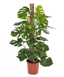 Monstera Deliciosa - Planta de queso suizo - Maceta 24cm - Altura 120-130cm