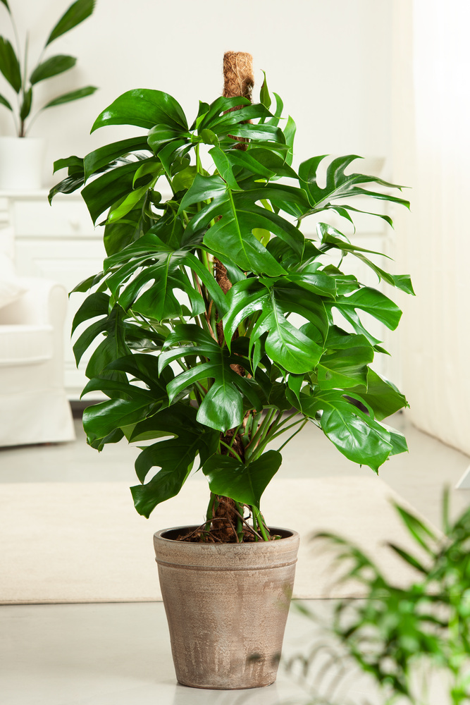 MONSTERA DELICIOSA Plante en pot 24 cm (9 ½ )