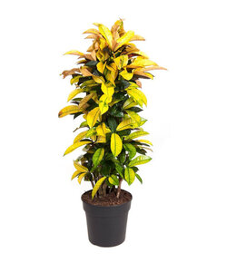 Codiaeum variegatum - Croton - Codiaeum Iceton - ø31cm - Height 140-150cm