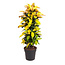 Codiaeum variegatum - Crotone - Codiaeum Iceton - Vaso 31cm - Altezza 140-150cm