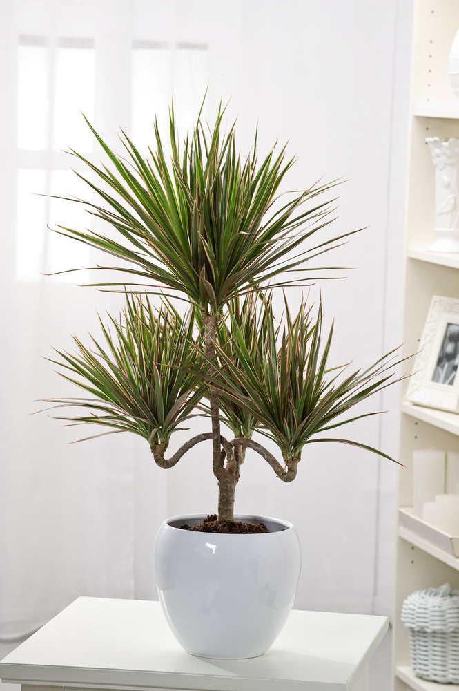 Set di 3 piante da interno XL: Dracaena Marginata, Yucca Elephantipes e  Areca Lutescens