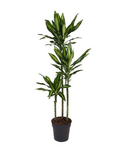 Dracaena fragrans XXL - Houseplant - ø24cm - Height 140-150 cm