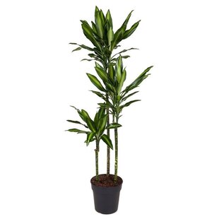 Dracaena fragrans XXL - Houseplant - ø24cm - Height 140-150 cm