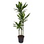 Dracaena fragrans Cintho - Drachenbaum - Topf 24cm - Höhe 140-150cm