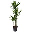 Dracaena fragrans XXL - Houseplant - ø24cm - Height 140-150 cm