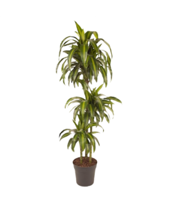 Dracaena fragrans - 'Hawaiian Sunshine' - ⌀ 24cm - Hauteur 130-140cm