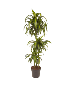 Dracaena 'Hawaiien Sunshine' - Stueplante - ø24cm - Højde 130-140cm